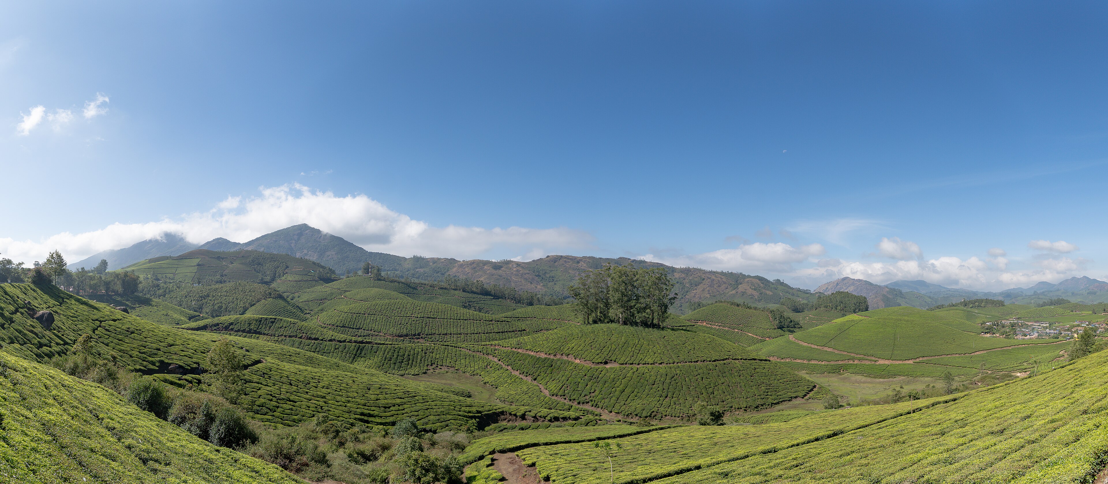 Green tea plantations rolling across the hills of Munnar